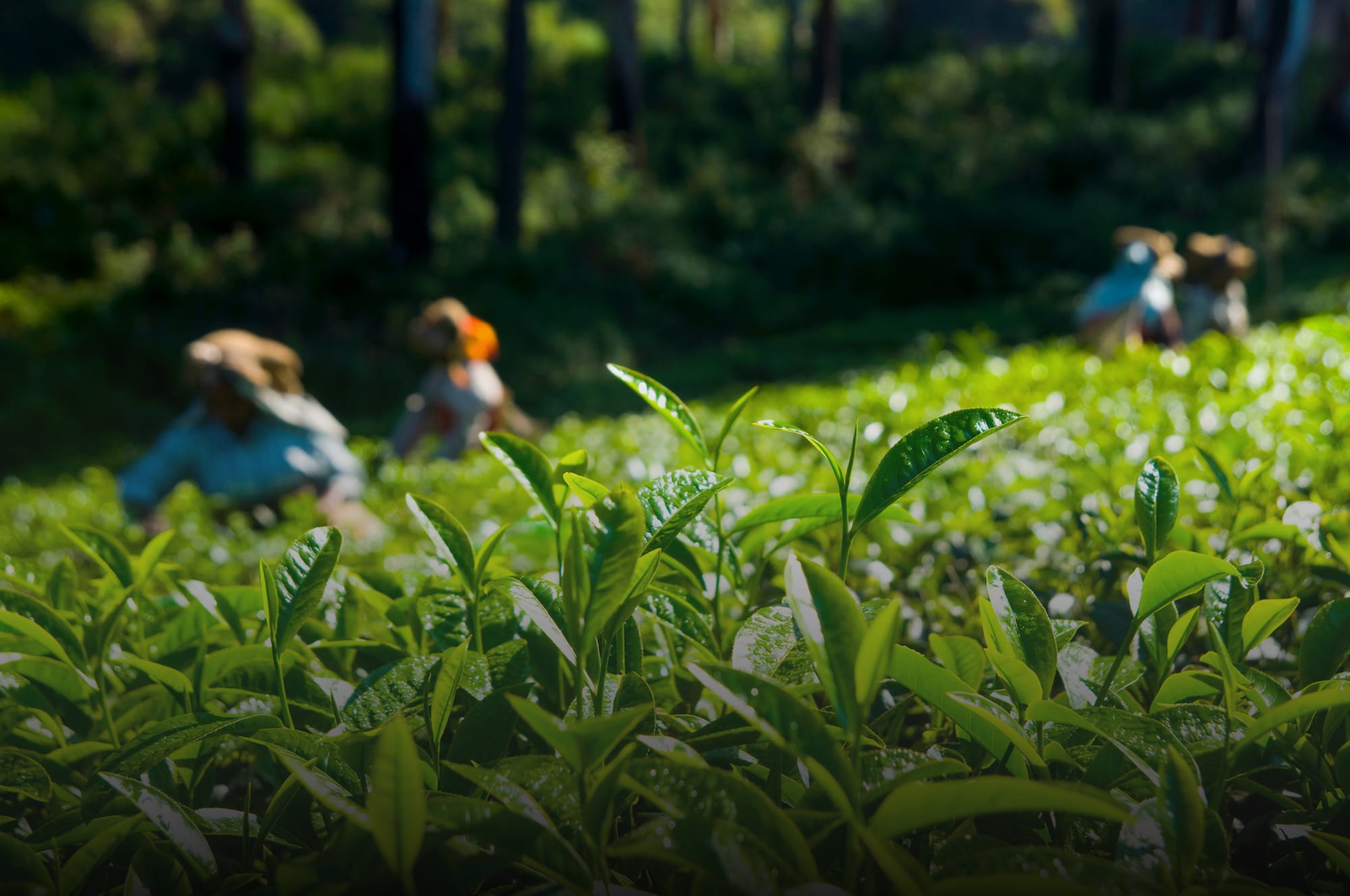 Tea pluckers at work across a green estate in Assam's Brahmaputra Valley